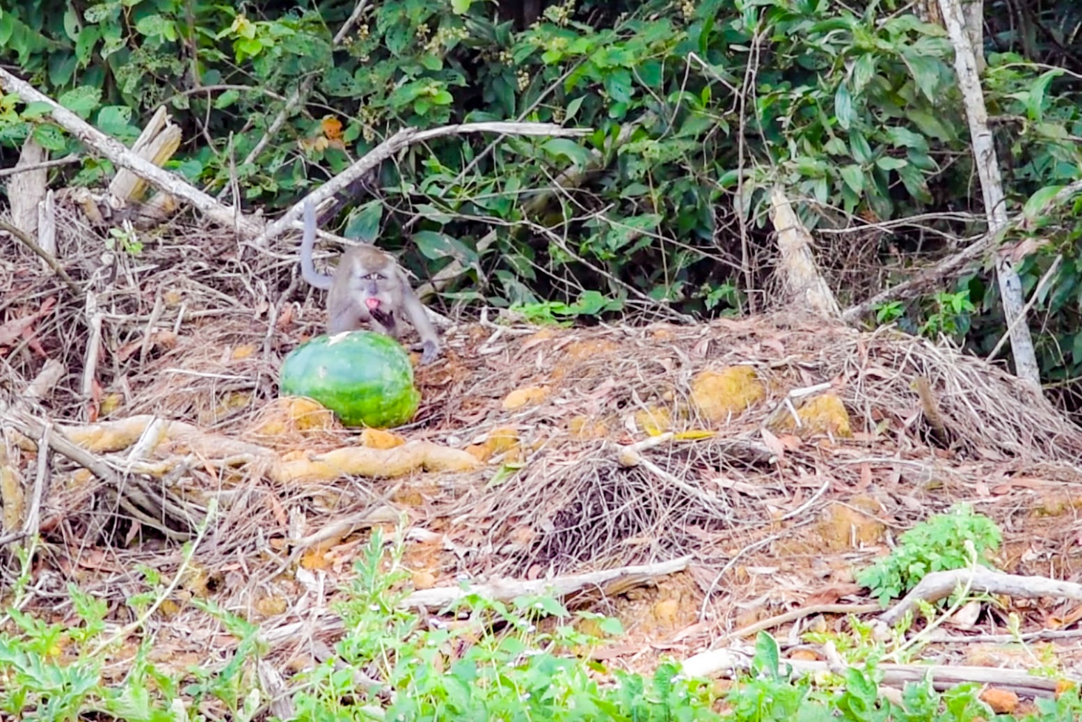 melon farming in malaysia - monkey eating melons