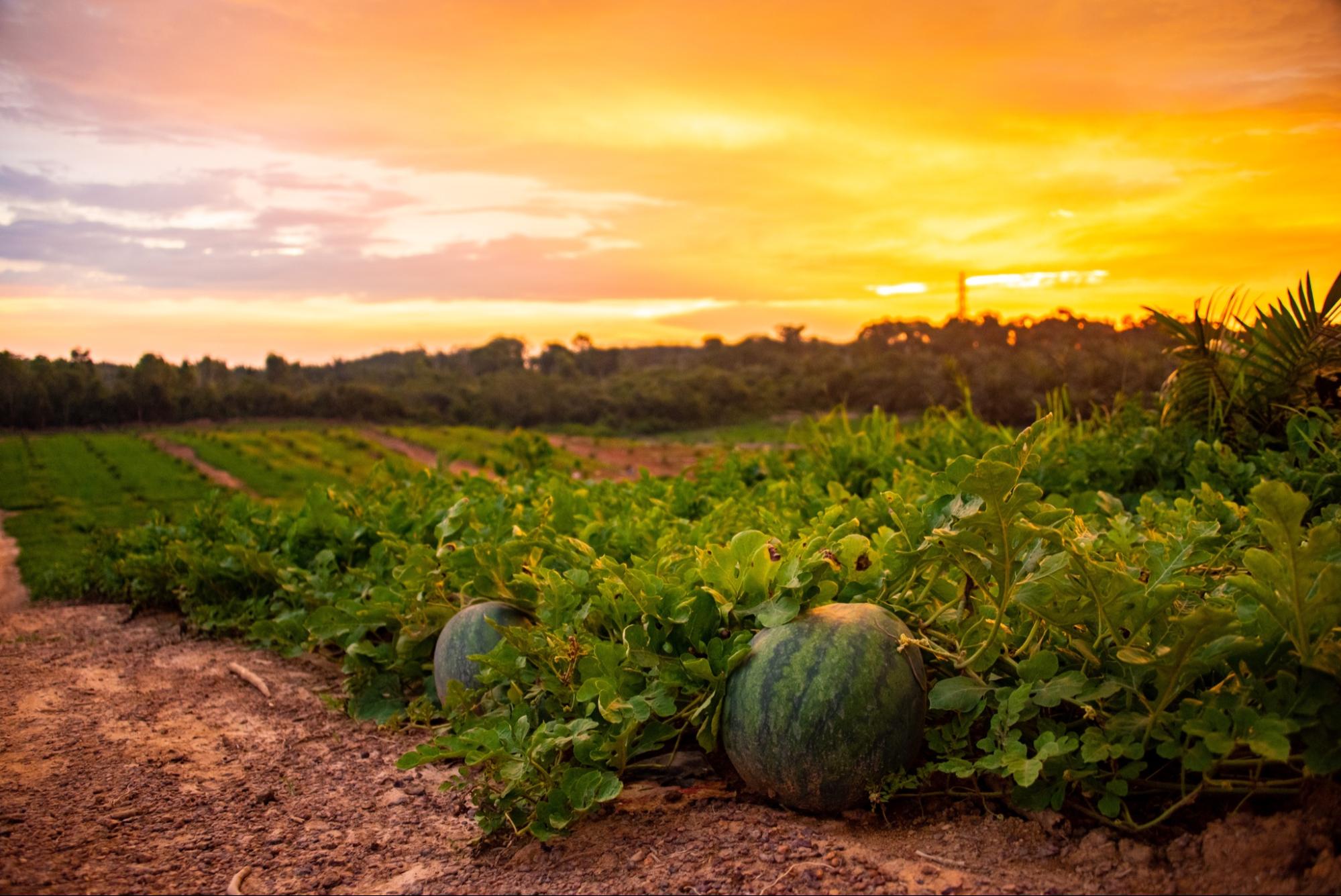 melon farming in malaysia - sunrise over farm