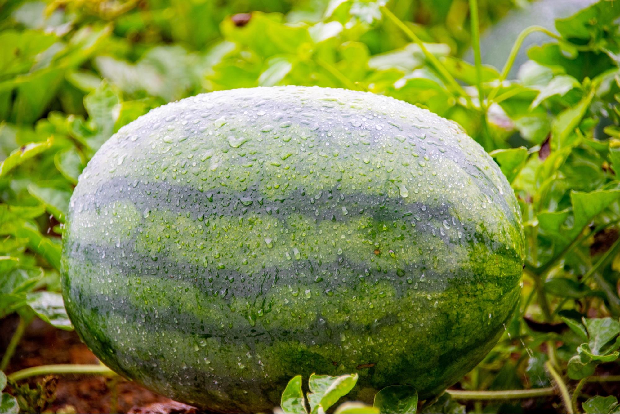 melon farming in malaysia - watermelon