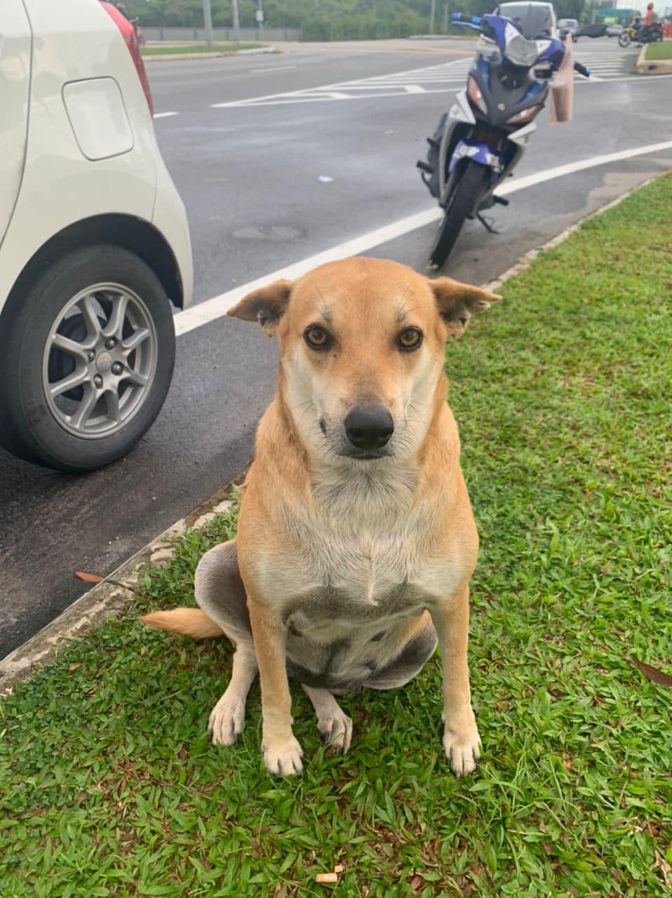 Chonky stray dog - doggo