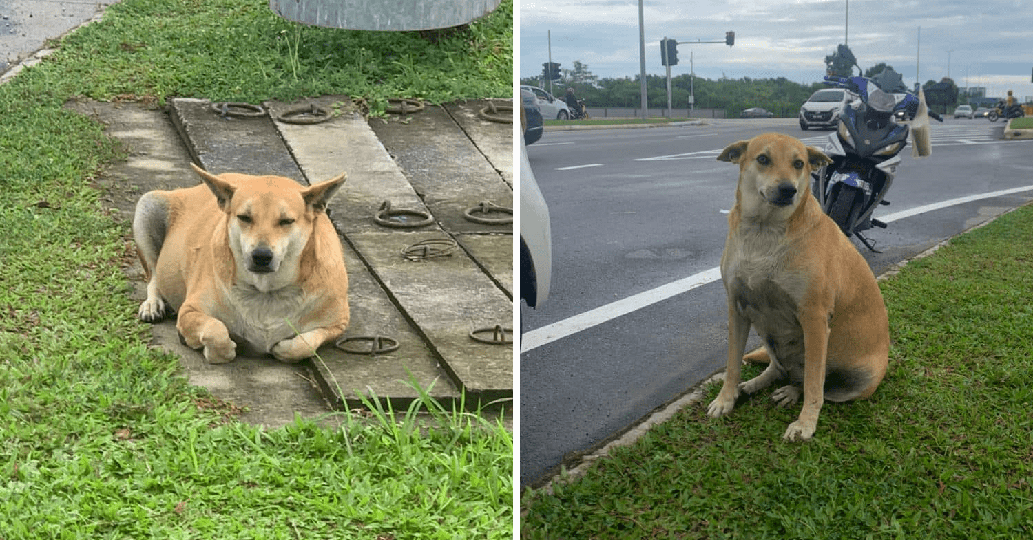 Chonky stray dog - doggo