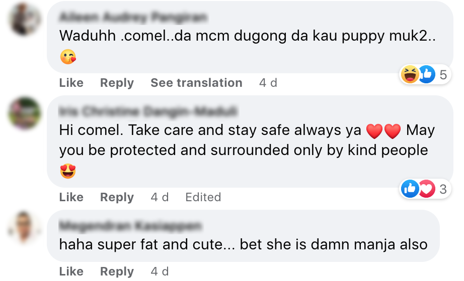 CHUBBY STRAY DOG - comments