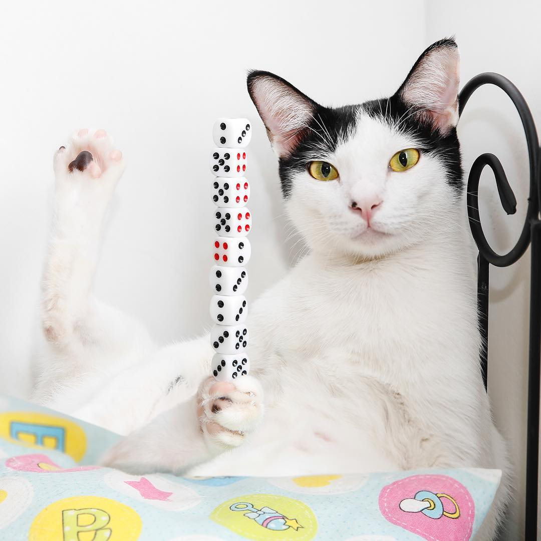 Dice stacked on cat's paw