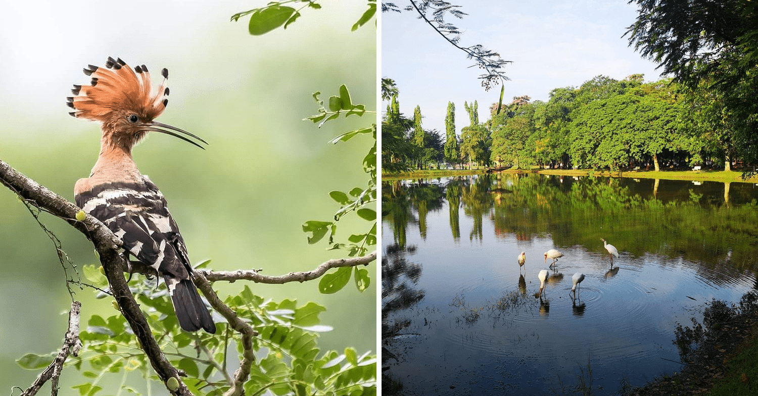 Taiping Lake Gardens in Perak - animals