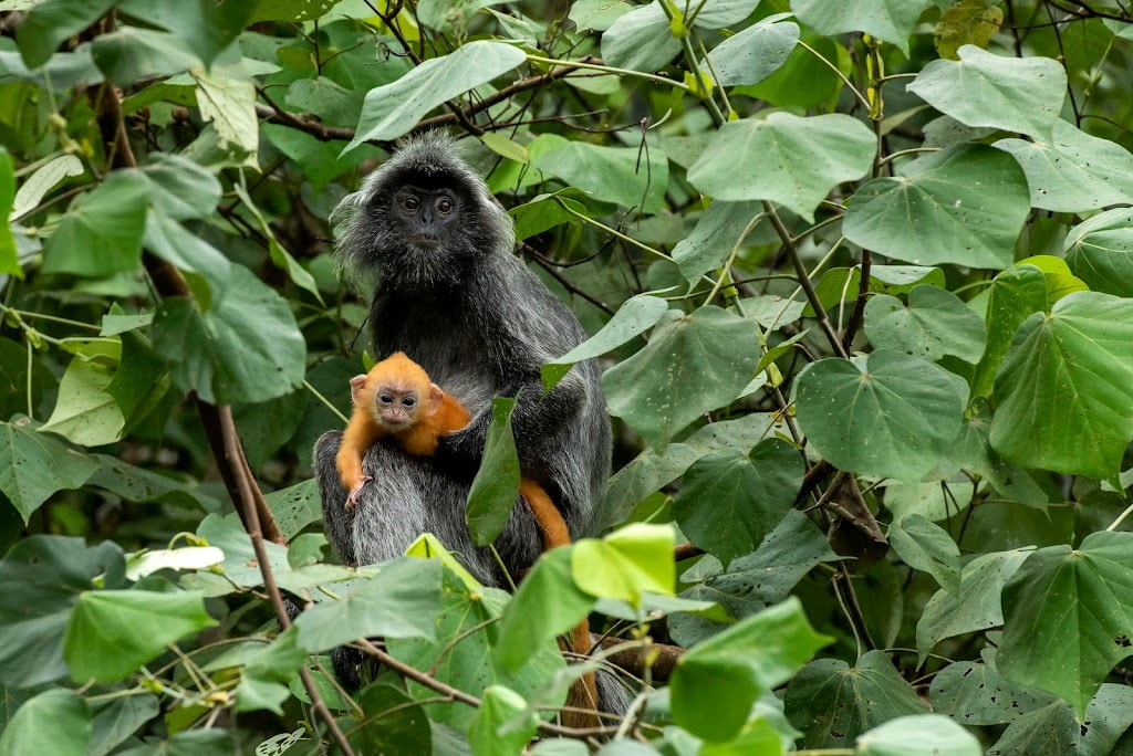 bako national park monkeys