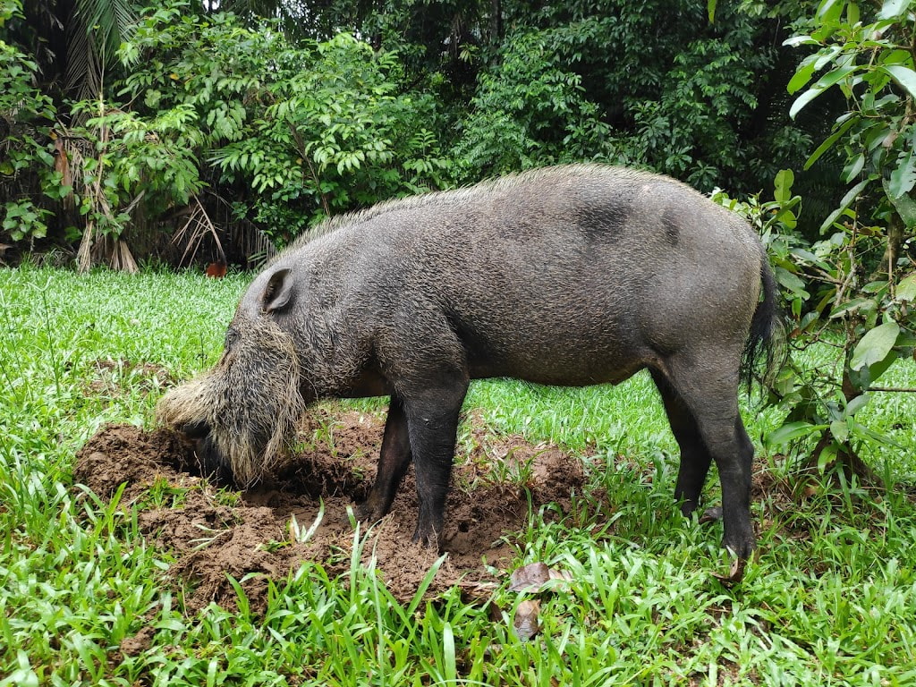 things to do in kuching - bako national park bearded pig