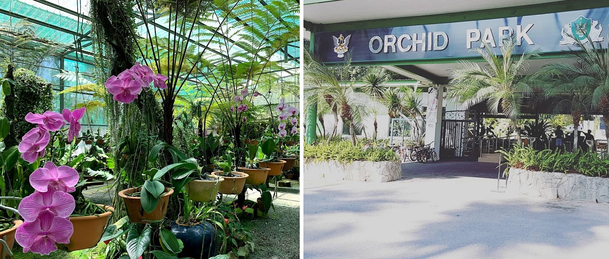 things to do in kuching - dbku orchid garden
