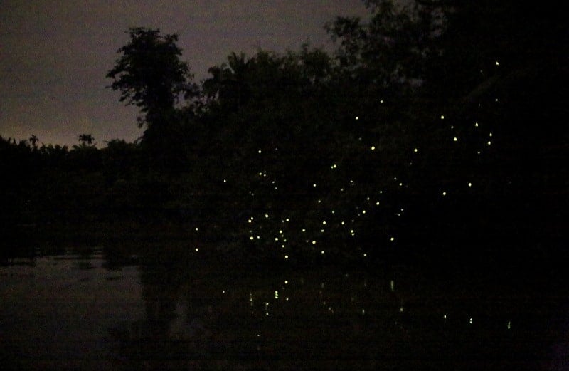 things to do in terengganu - sungai yak yah firefly sanctuary