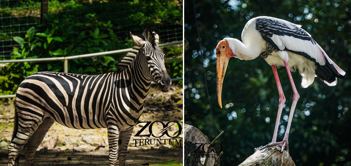 Zoo Teruntum - zebra