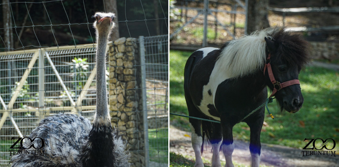 Zoo Teruntum - ostrich