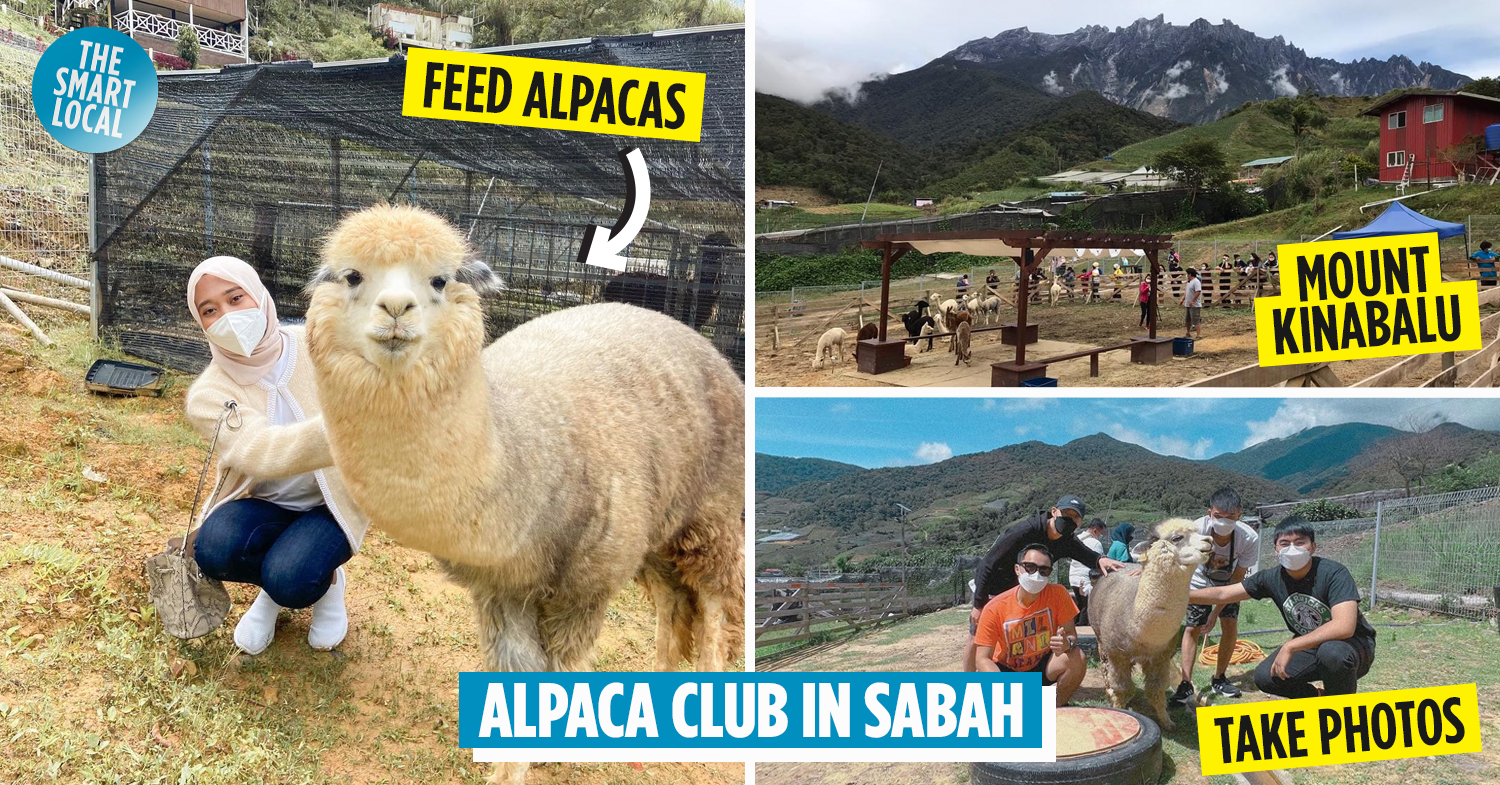 Alpaca club