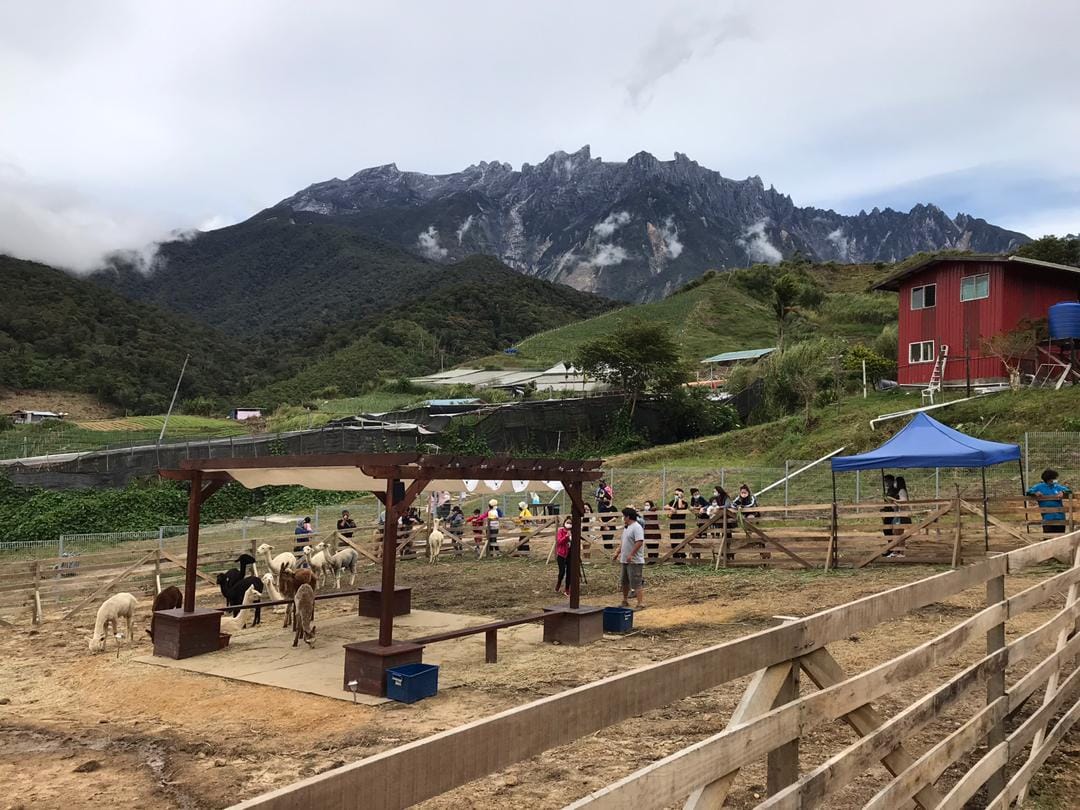 Alpaca Club in Sabah - mountains