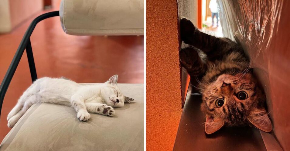 Poppy Kat Is A Retro Cafe That Has 20 Types Of Croffles & Resident Cats