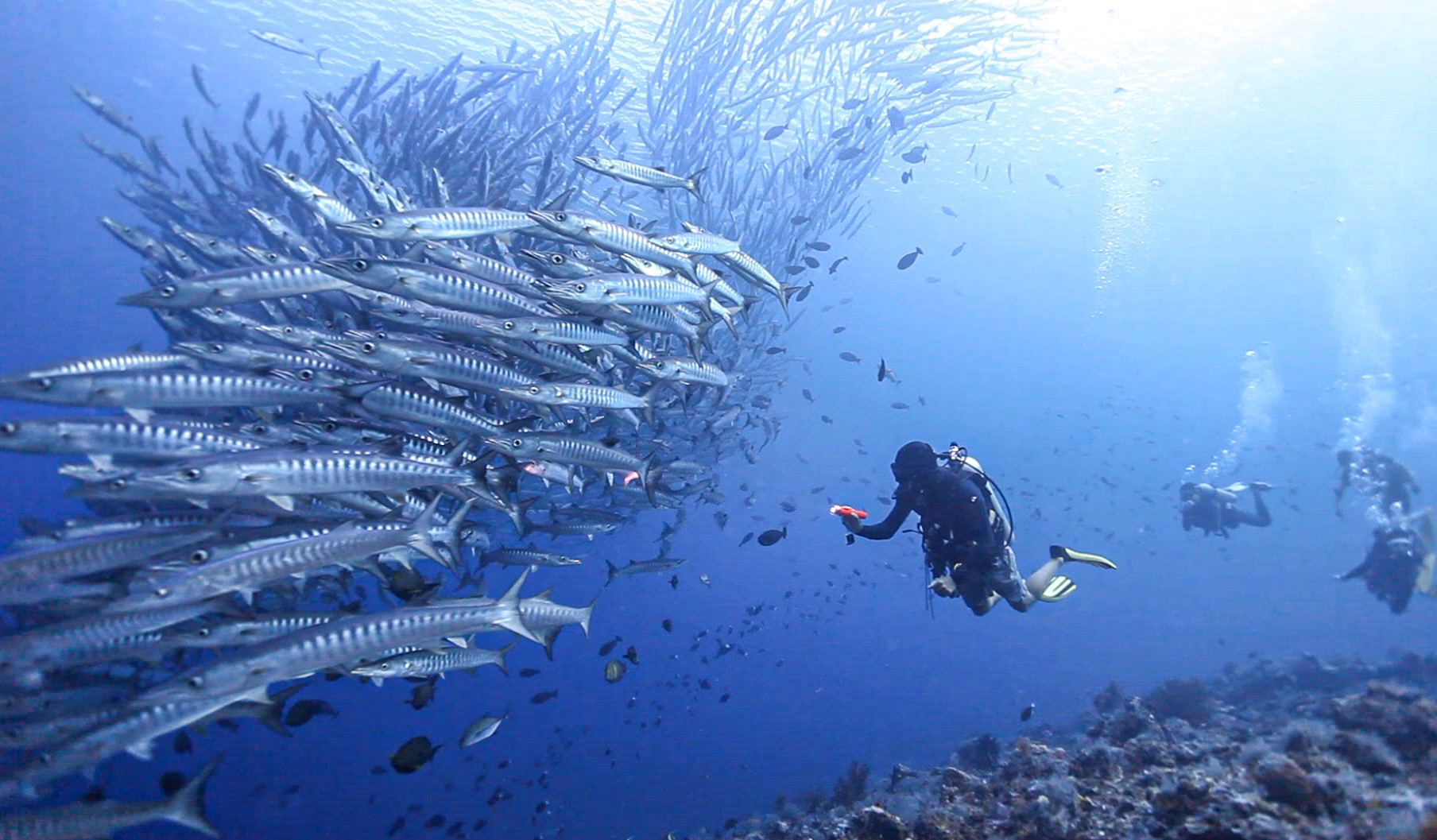 Sipadan Kapalai - dive