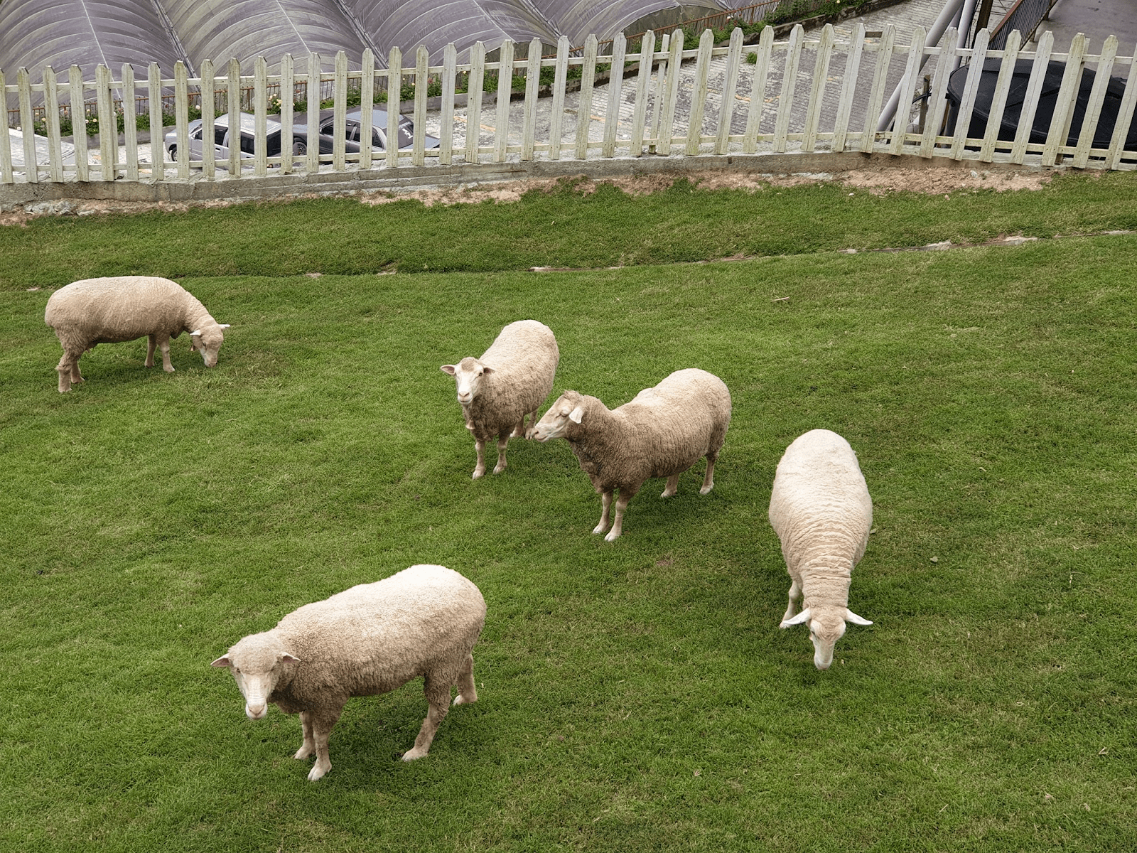 Cameron Highlands Guide - Things To Do - sheep