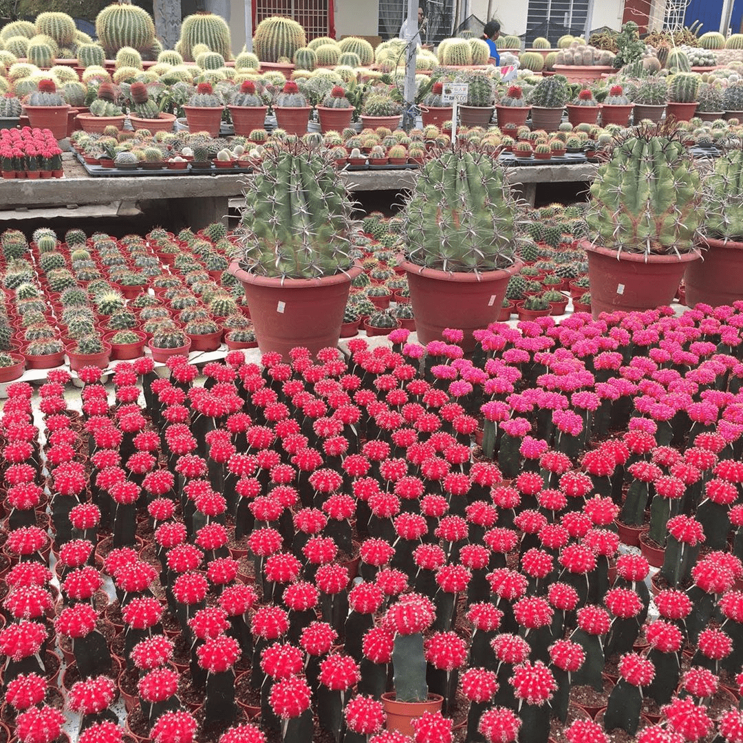 Things To Do In Cameron Highlands - cacti