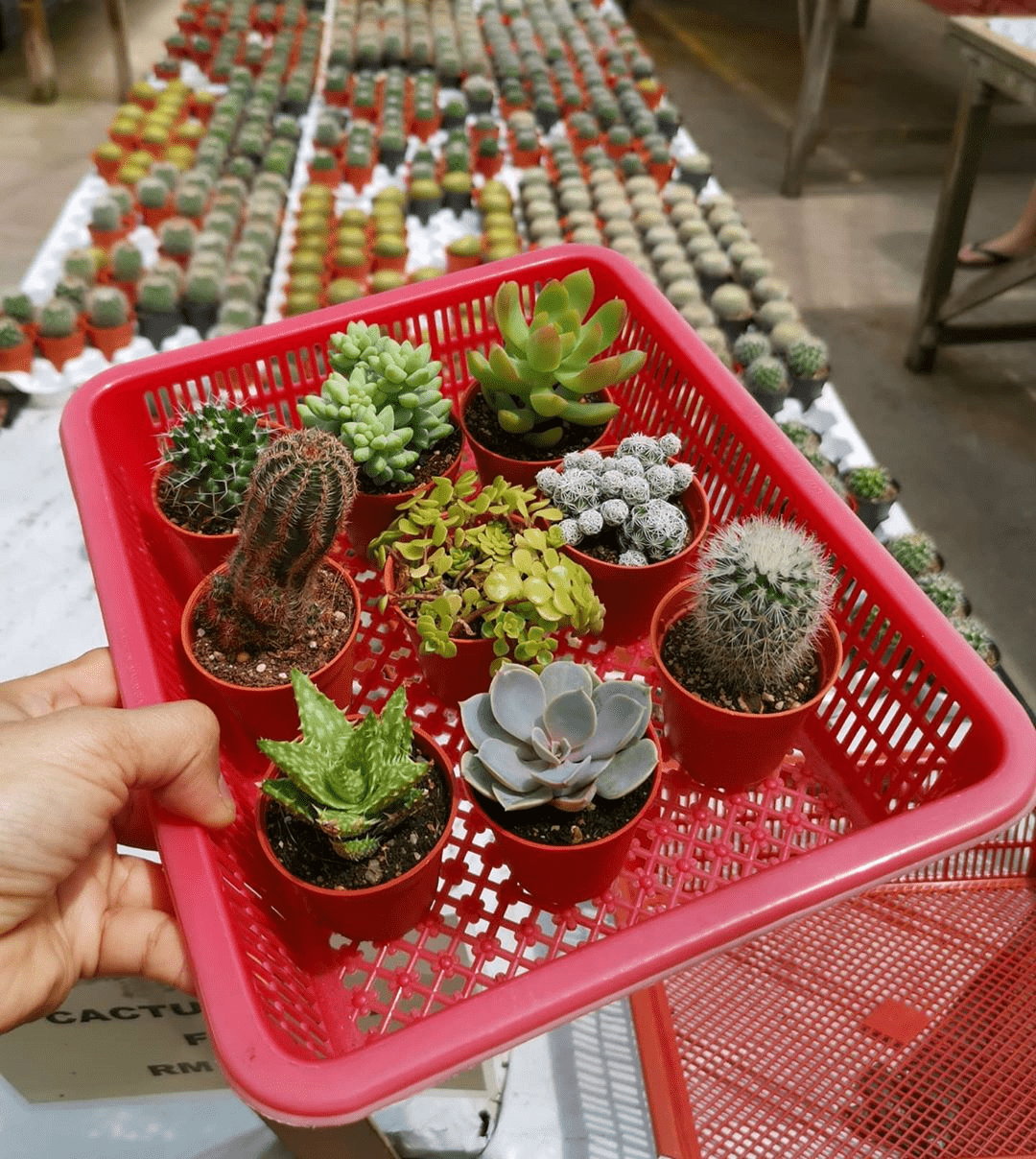 Things To Do In Cameron Highlands - cacti