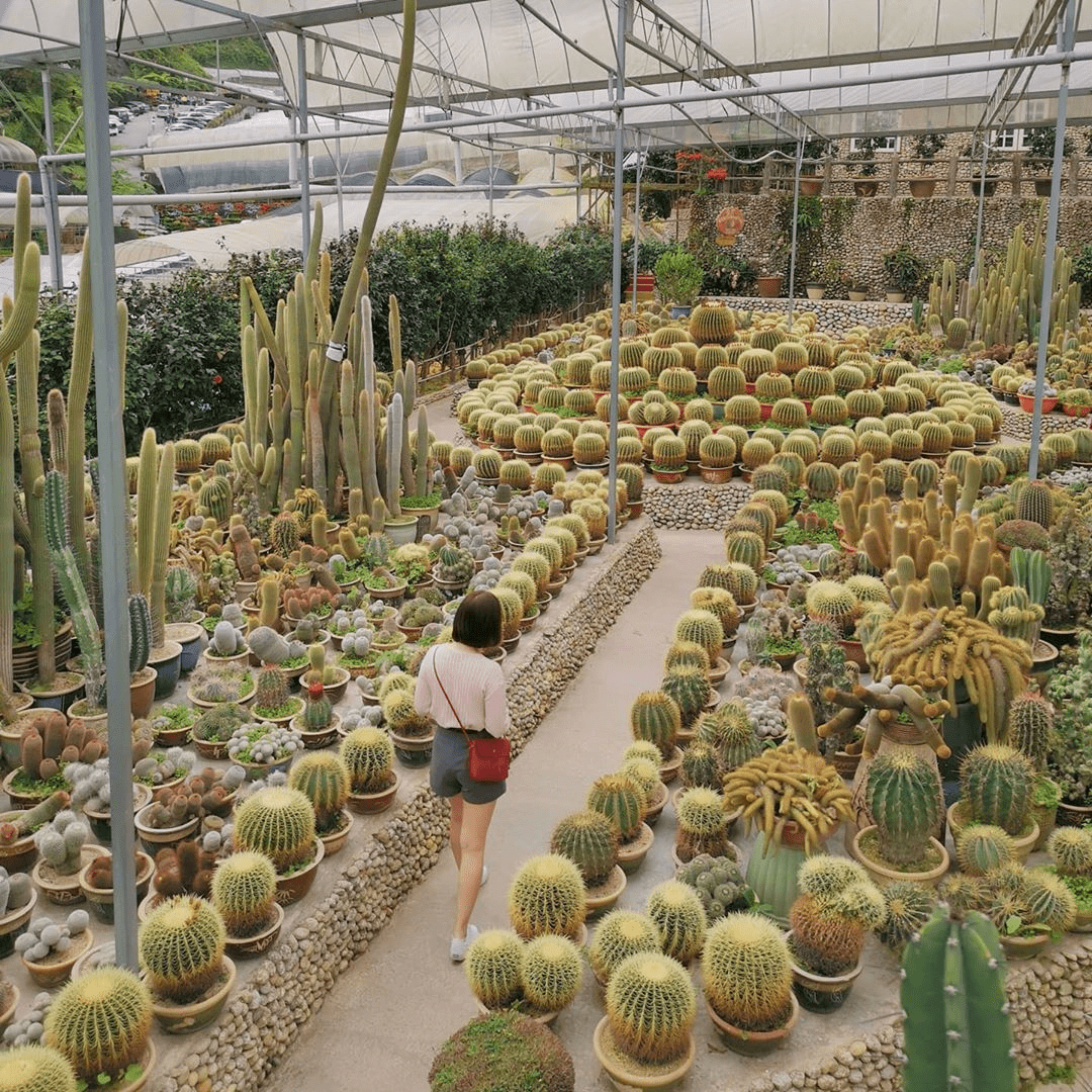 Things To Do In Cameron Highlands - cactus