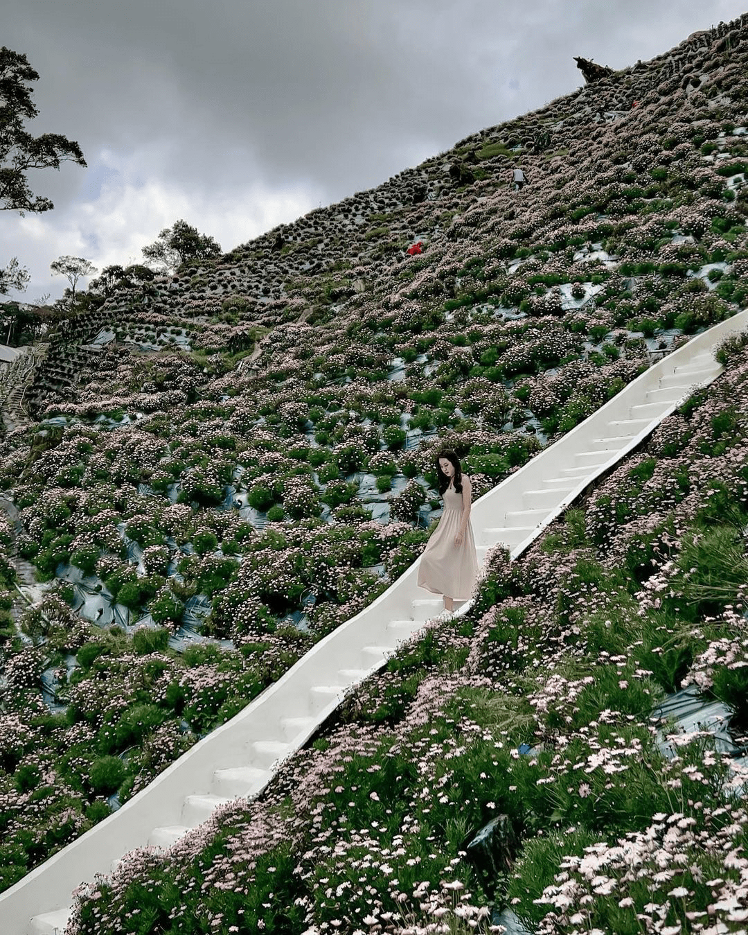 Things To Do in Cameron Highlands - flower garden