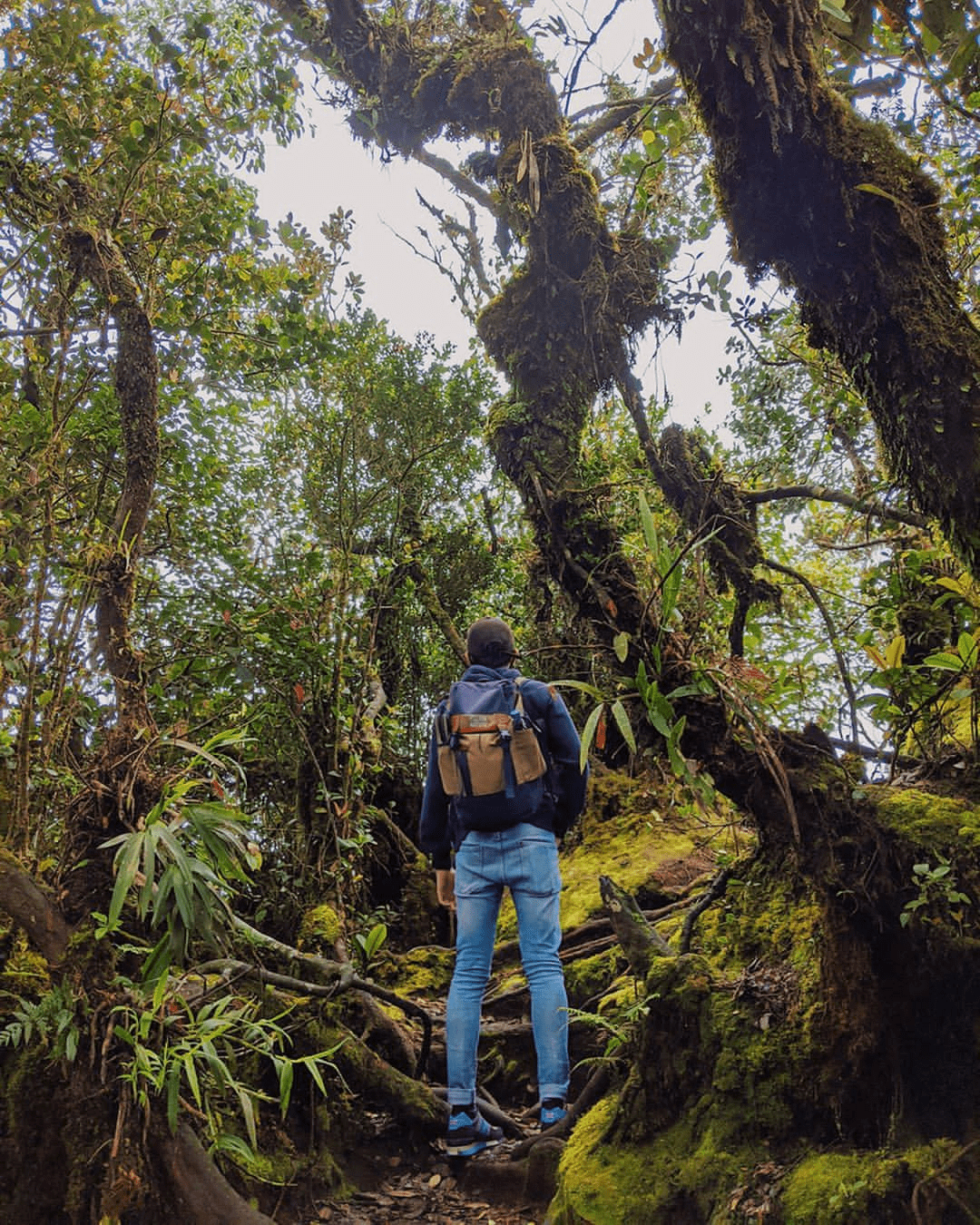 Things To Do in Cameron Highlands - forest