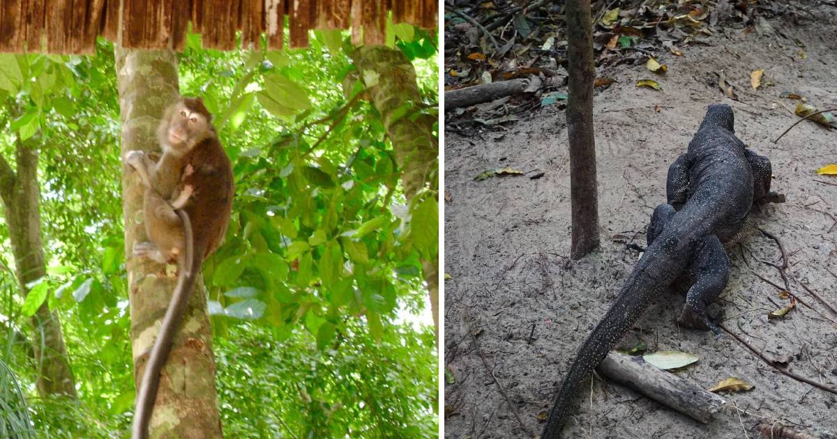 Puerto Princesa Subterranean River National Park - Macaque monkeys and Komodo dragons