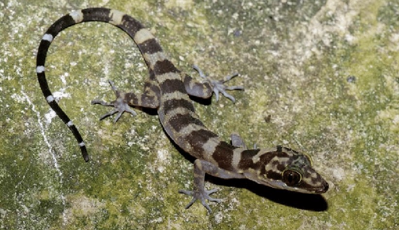 Batu Caves facts - bent-toed gecko