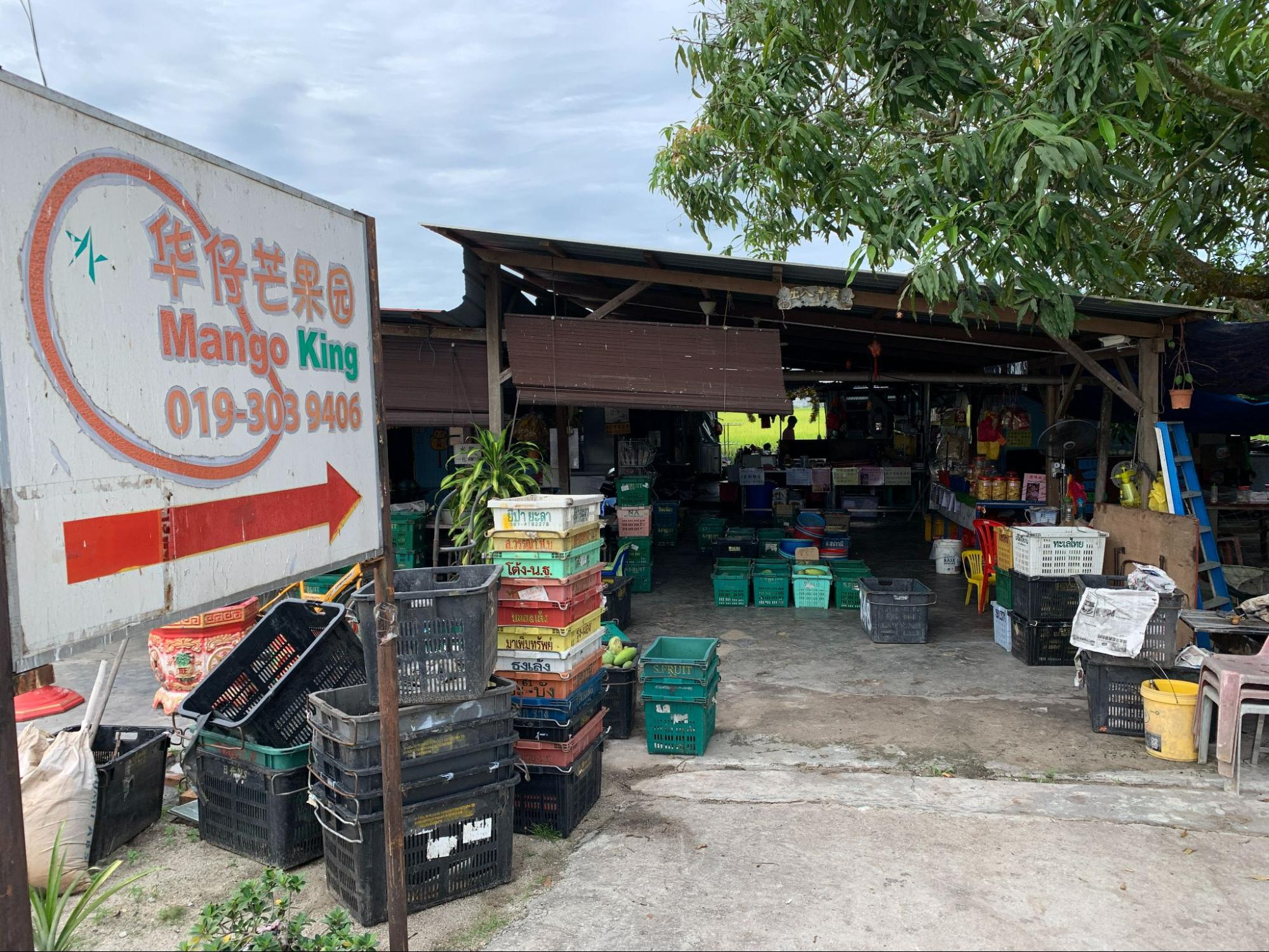 Sekinchan Selangor - mango king