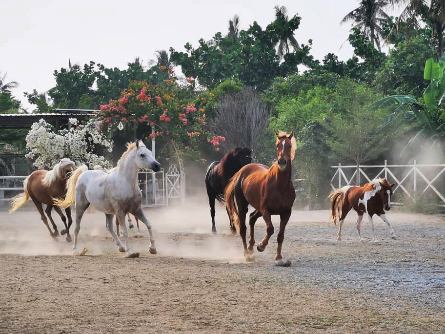 Outdoor Activities Penang - horse