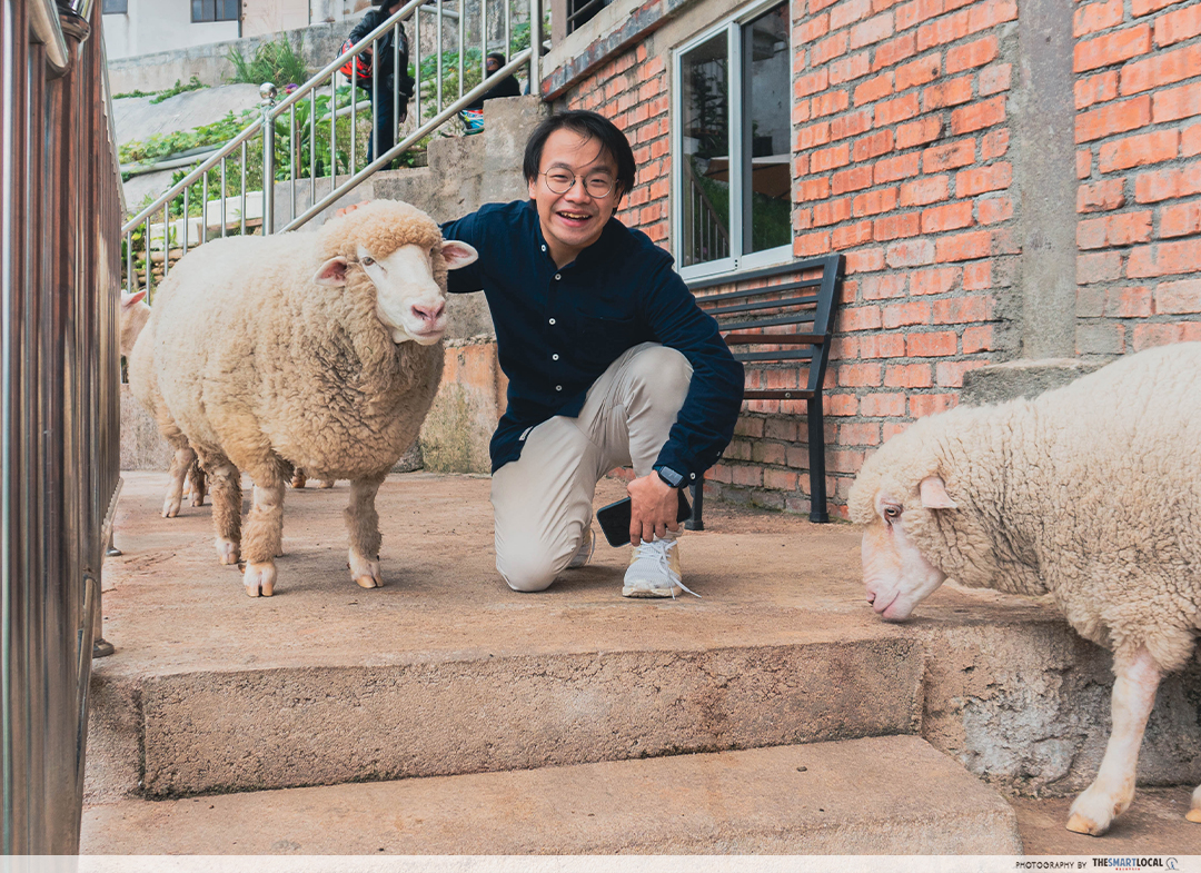 Cameron Highlands Guide - sheep