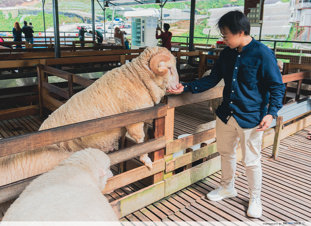 Cameron Highlands Guide - sheep