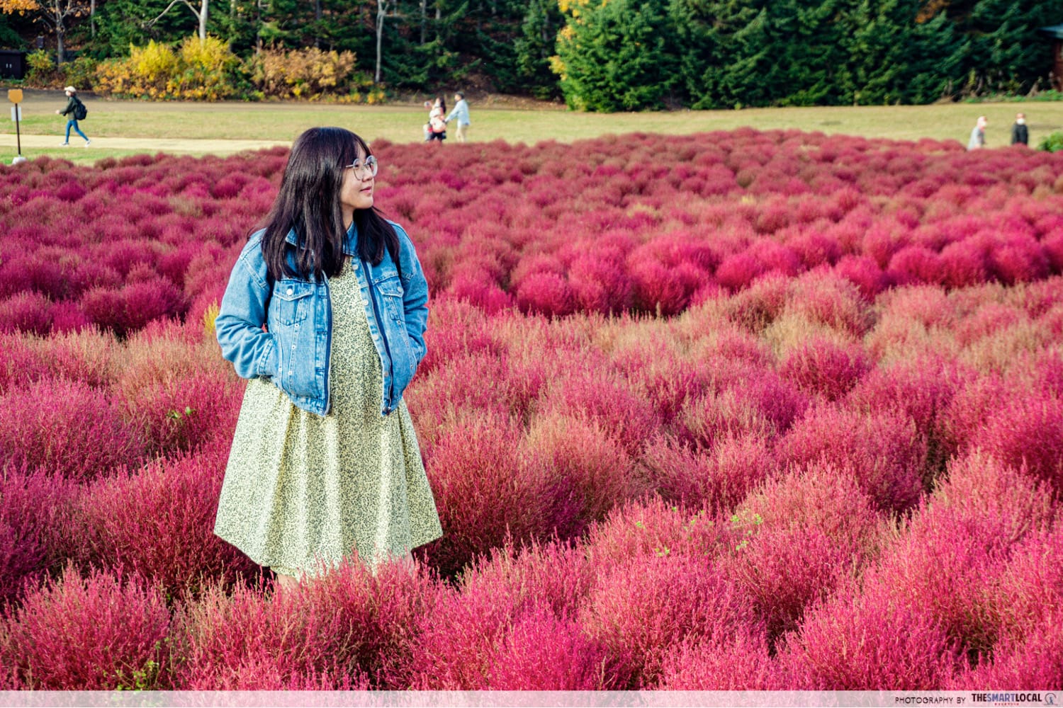 Things to do in Hokkaido in Japan - kochia