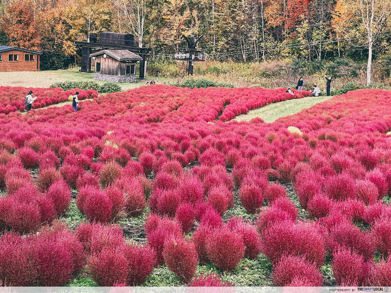 Things to do in Hokkaido in Japan - kochia 