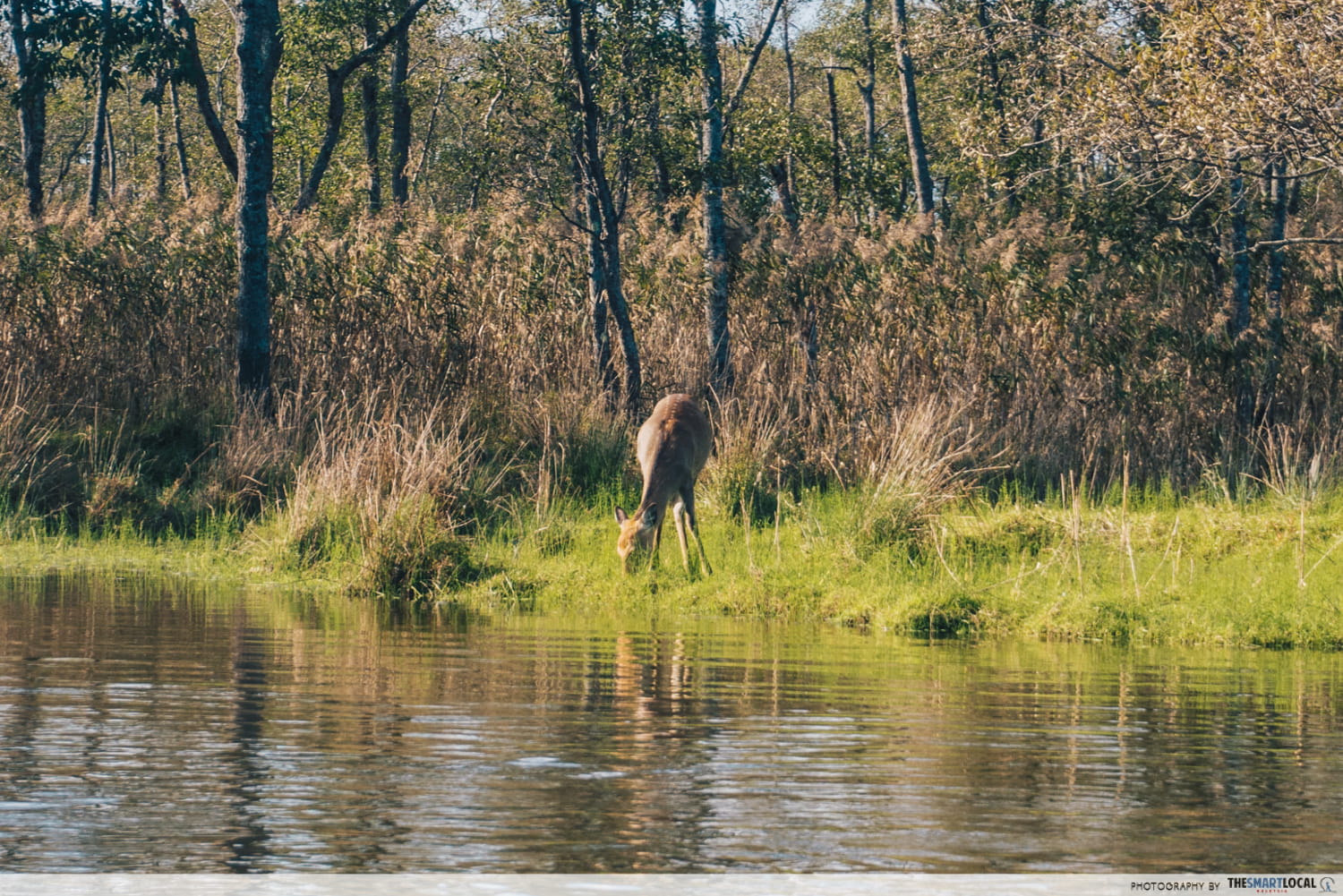 Things to do in Hokkaido in Japan - deer