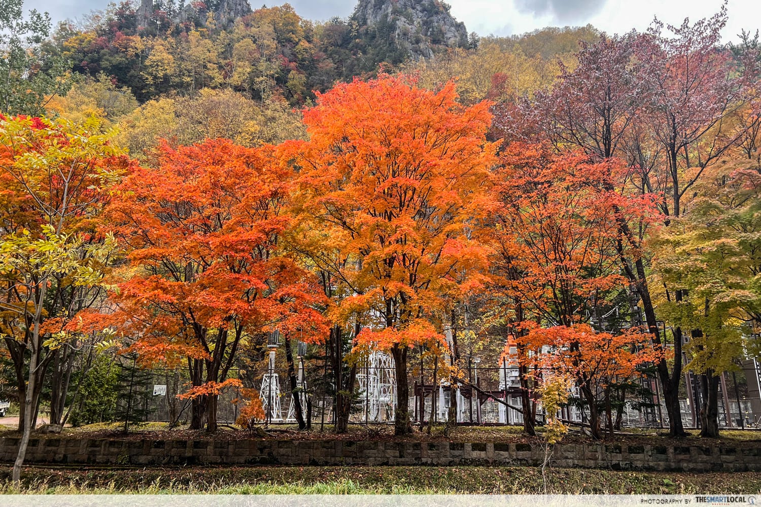 Travel to Japan from Malaysia - autumn leaves