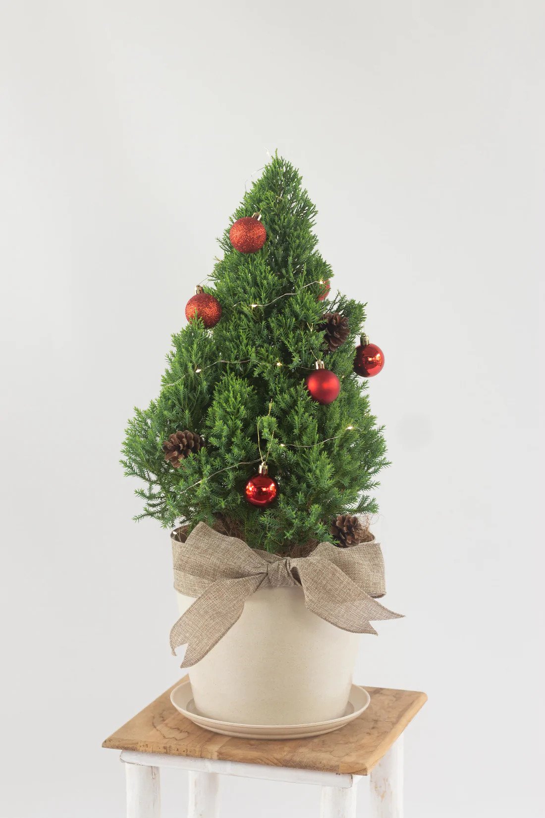 cheap christmas tree - real christmas pine tree from bloomspace.co