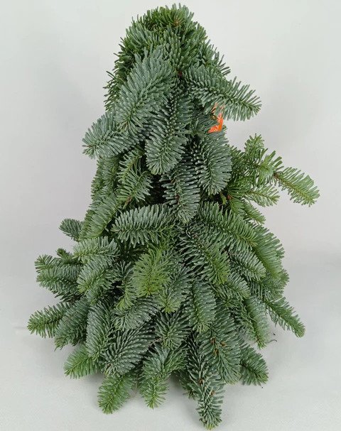 cheap christmas trees - Abies Nobilis from Floristika