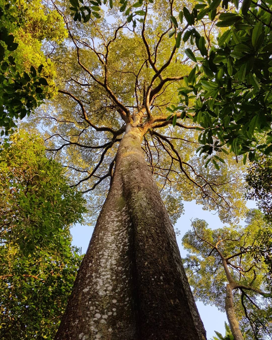 Free things to do in Kuala Lumpur - trees