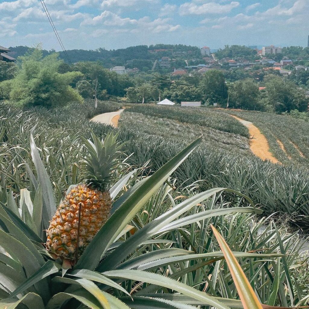 Saudagar Nanas Is A Farm Cafe In Kajang With Pineapple Desserts
