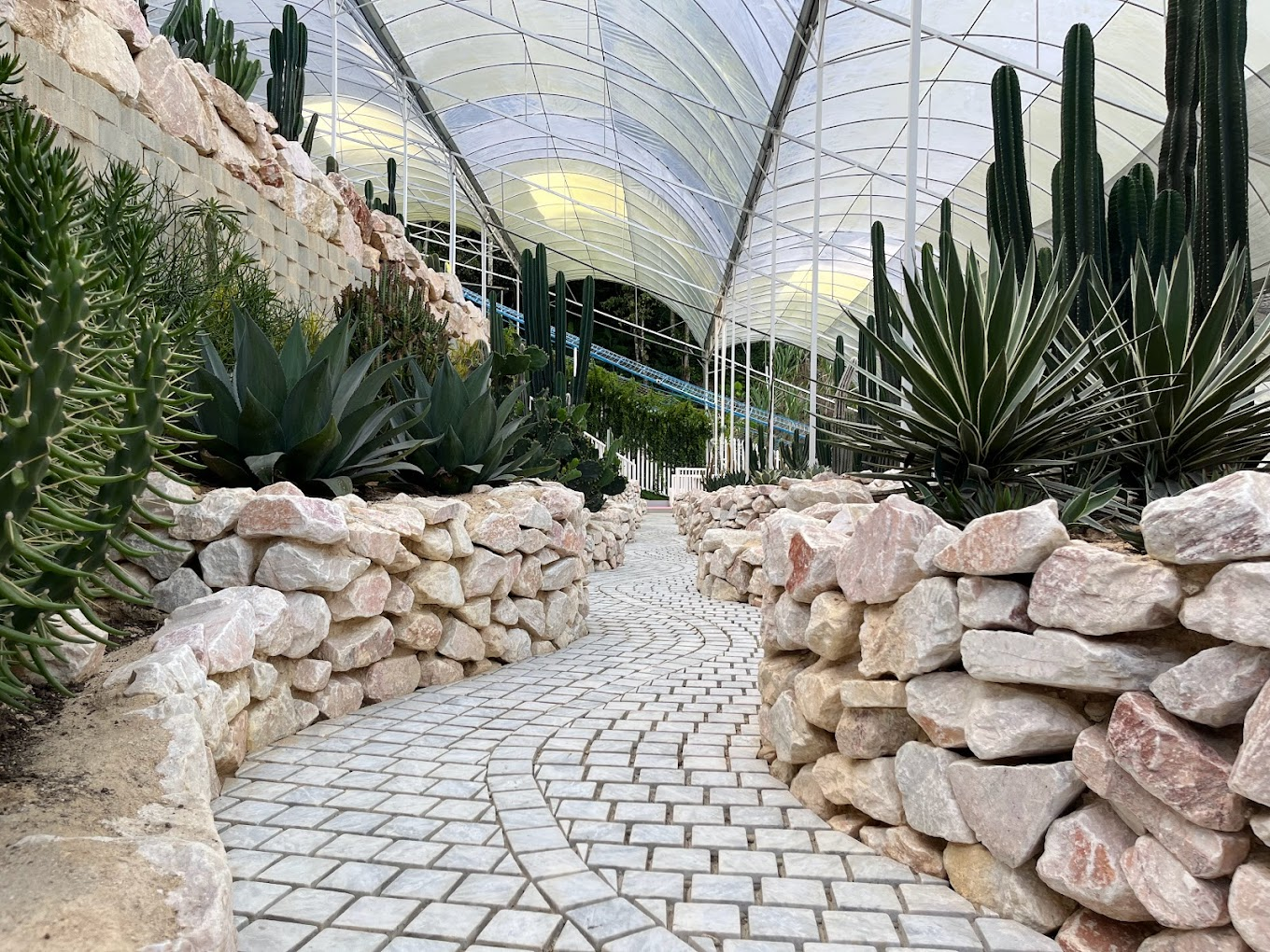 Agro Market in Cameron Highlands - cactus