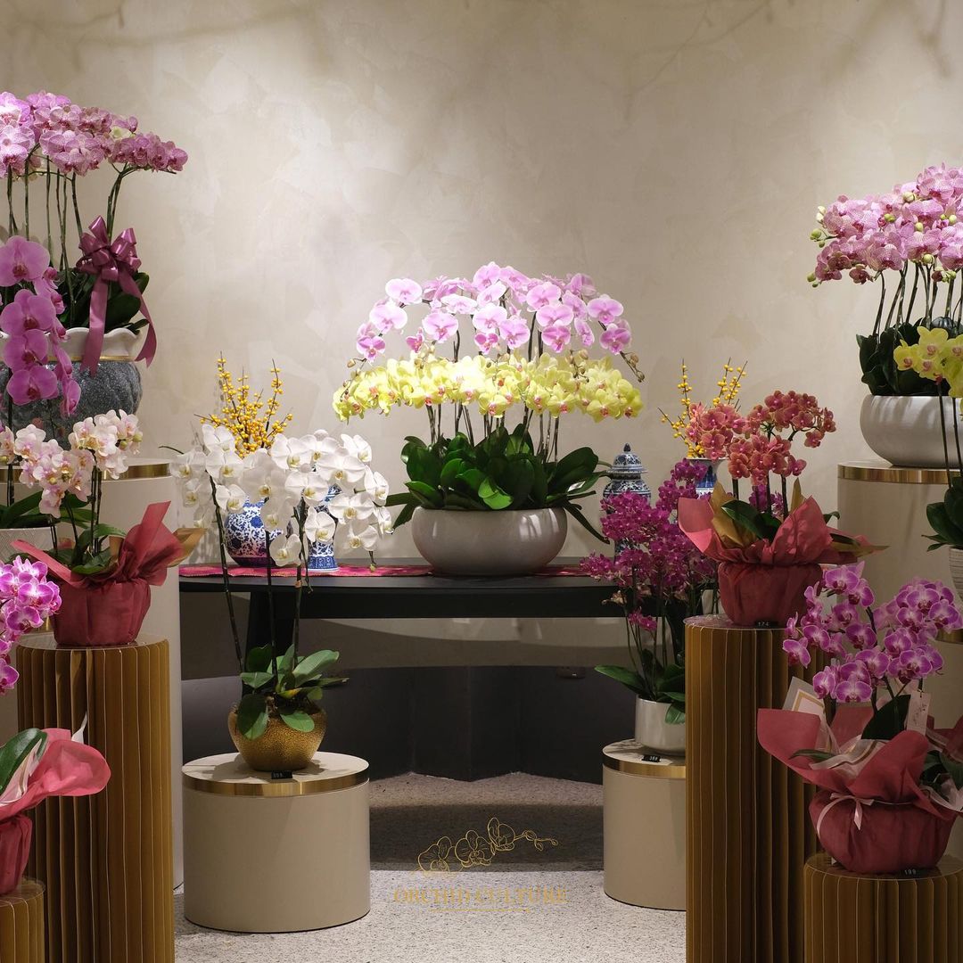 florists in klang valley - orchid culture orchids