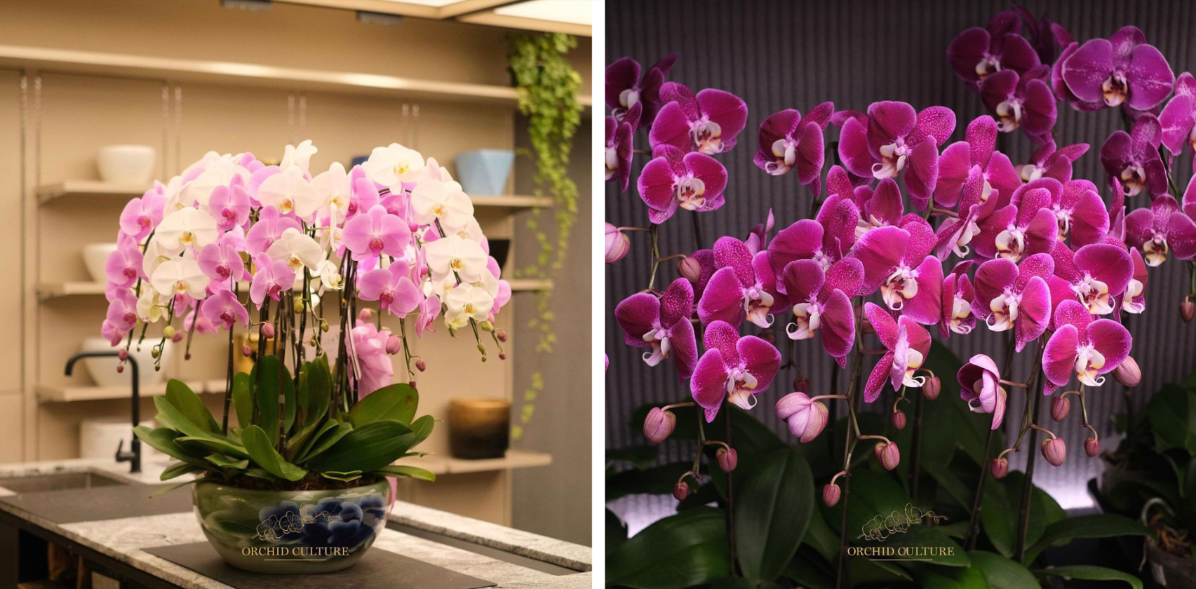 florists in klang valley - orchid culture flowers
