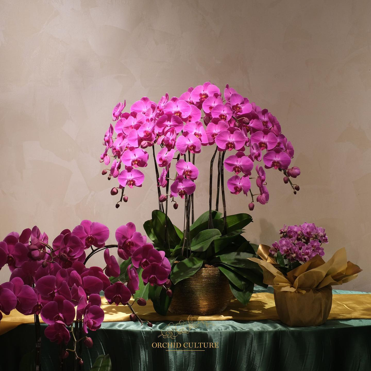 florists in klang valley - orchid culture