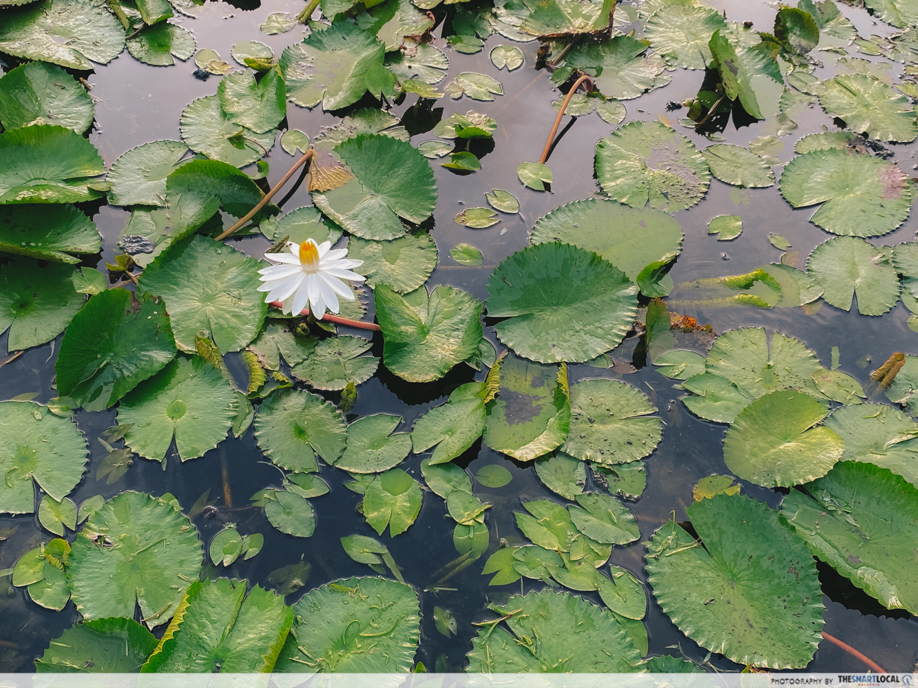 Penang Botanic Gardens - lily