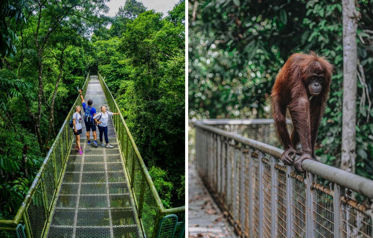 Things to do in Sabah - Rainforest Discovery