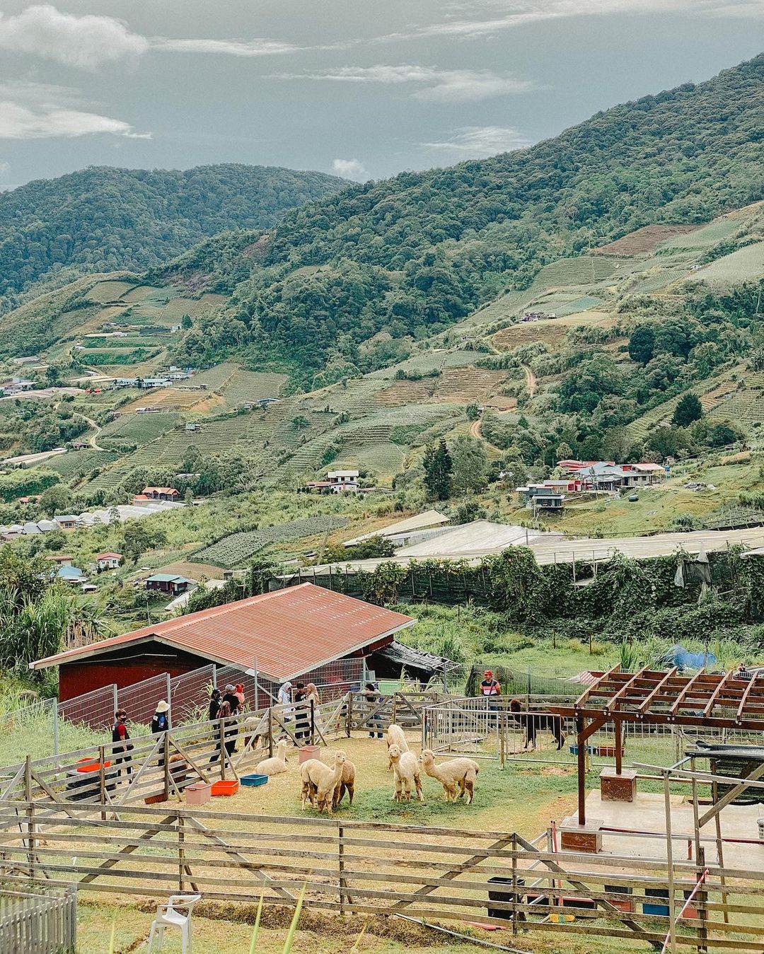 Things to do in Sabah - Alpaca Farm