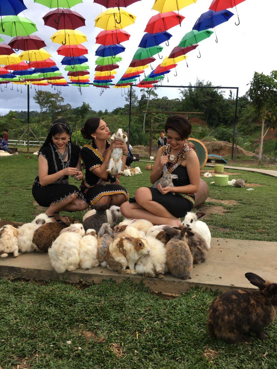 Things to do in Sabah - Rabbit Farm