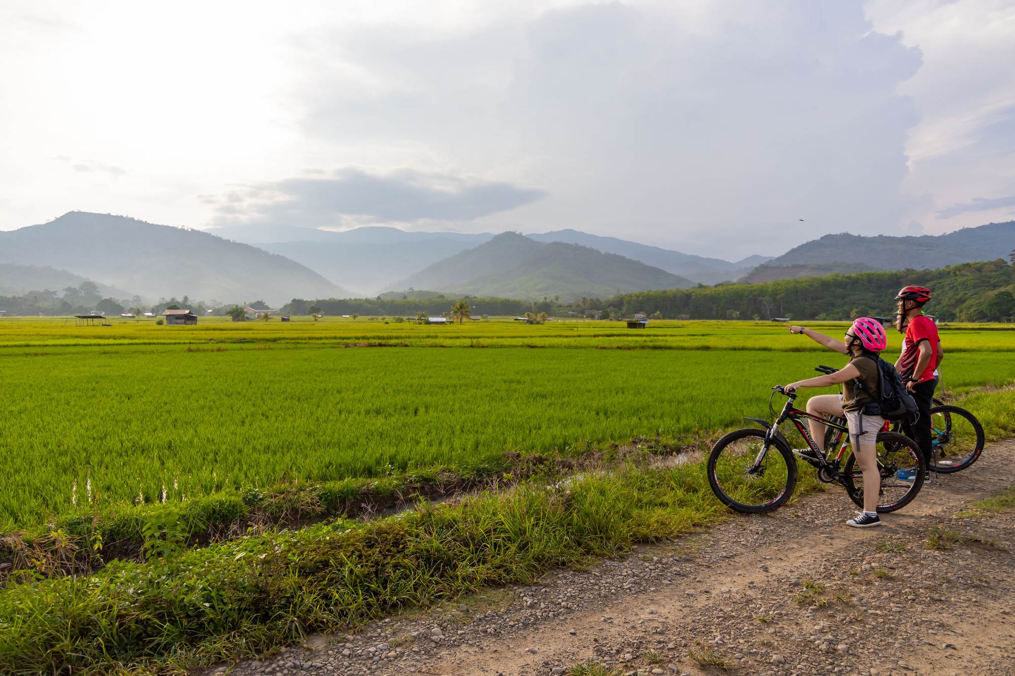 Things to do in Sabah - cycling in Paddy Field