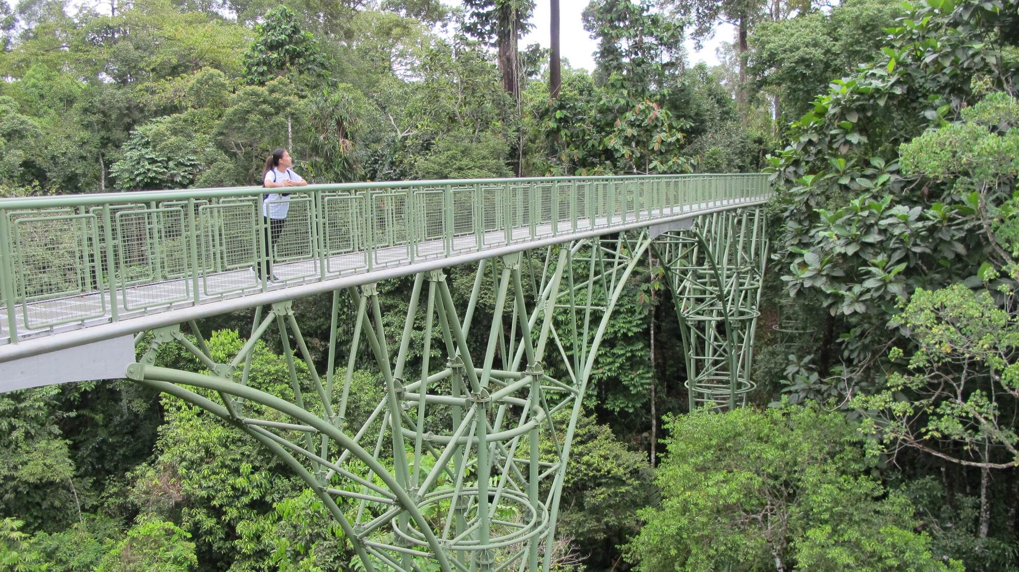 Things to do in Sabah - Rainforest Discovery