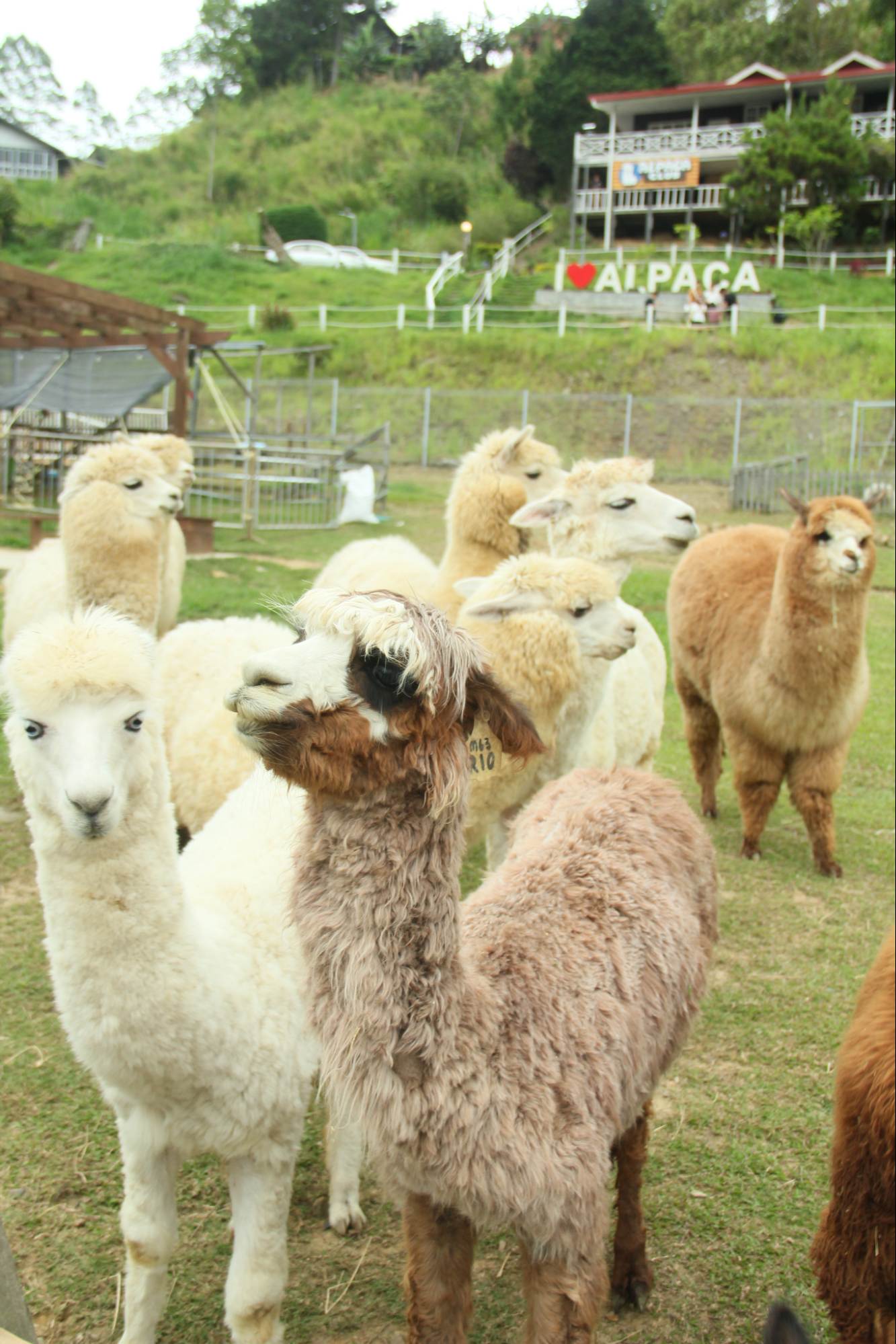 Things to do in Sabah - llamas