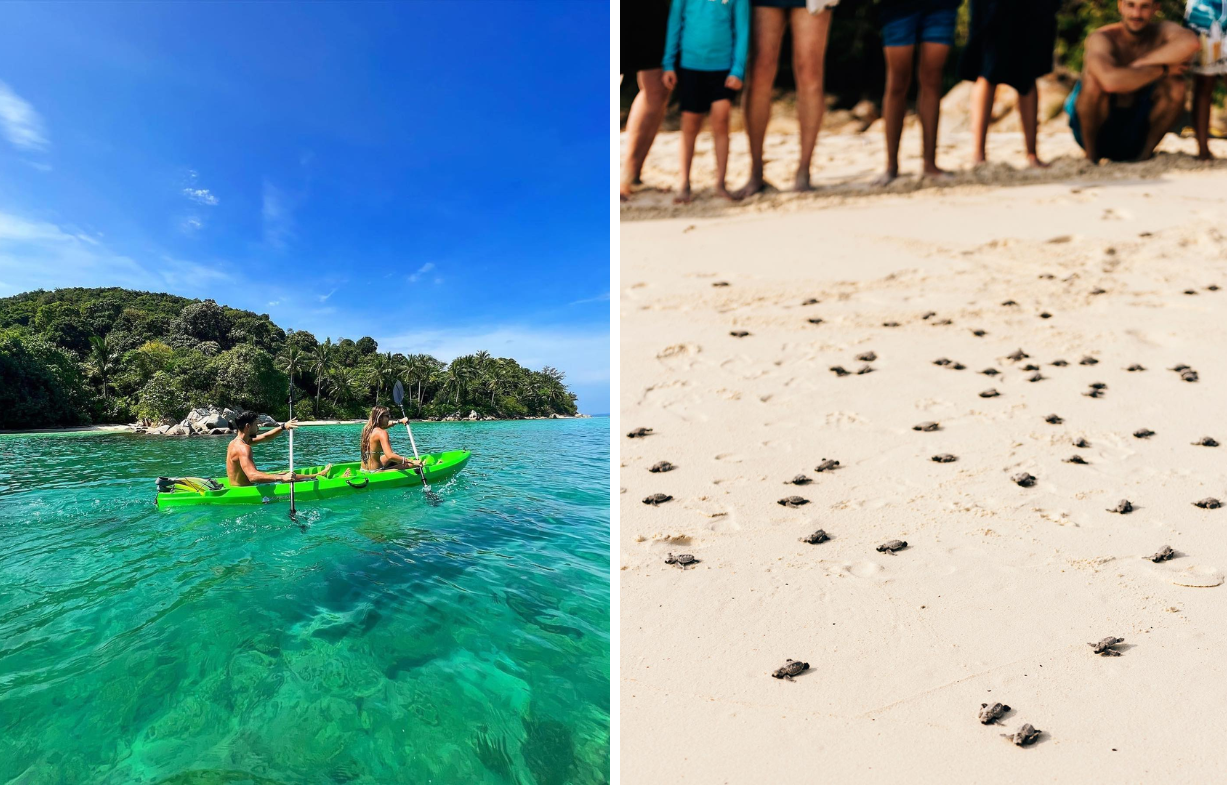 Resorts in Johor - turtle conservation